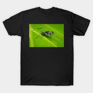 Unique and organic photo of an ant mimic spider T-Shirt